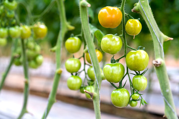 Tomatoes prepared in the garden. This is a fruit rich in anthocyanin, high antioxidants that slow down the aging process is very beneficial for humans.