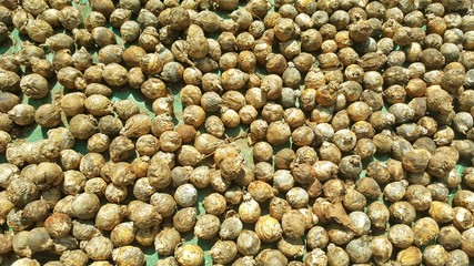 Dry betel nuts on the ground