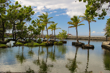Fototapeta na wymiar Palm trees in the Big Island, Hawaii
