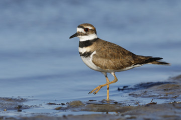 Killdeer foraging on a Gulf of Mexico beach - Florida