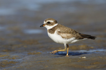 Semipalmated Plover foraging on a Gulf of Mexico beach - Crystal River, Florida