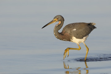 Tricolored Heron stalking a fish - Crystal River, Florida