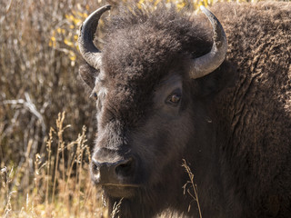 Extreme close up of a Bull Bison