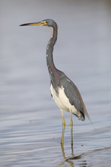Tricolored Heron - Crystal River, Florida