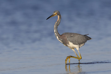 Tricolored Heron stalking a fish - Crystal River, Florida