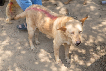 Thai dog  in the garden