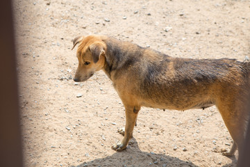 Thai dog  in the garden