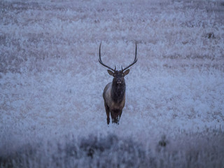 Large Bull Elk before dawn in a frost covered field