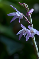 dendrobium in bloom 