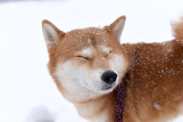 柴犬・雪中