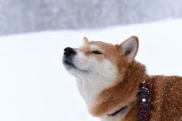 柴犬・雪中