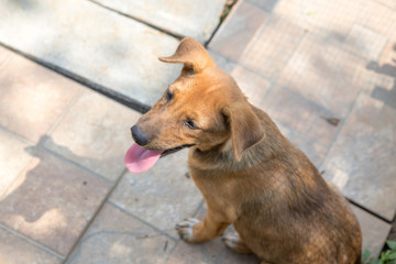 Puppy in Thailand 