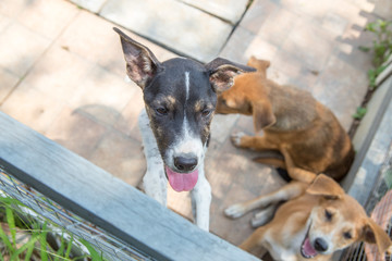 Puppy in Thailand 