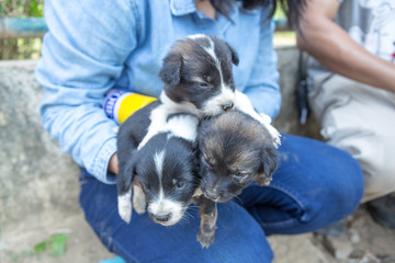 Puppy in Thailand 
