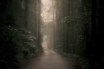 Fototapeta premium Moody hazy road scene in an overgrown forest.