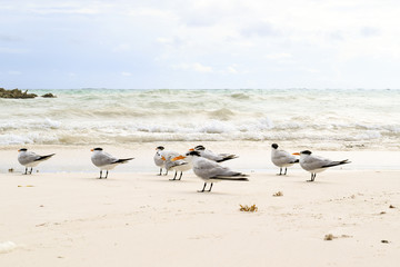 Flock of crested tern birds