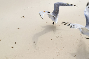 Flock of crested tern birds