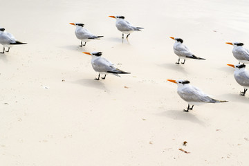 Flock of crested tern birds