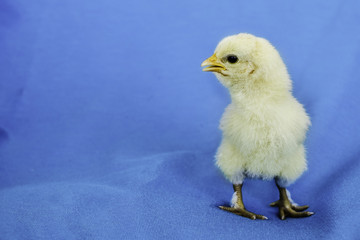 Yellow chick in profile on blue background