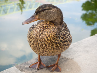 Brown duck at the garden