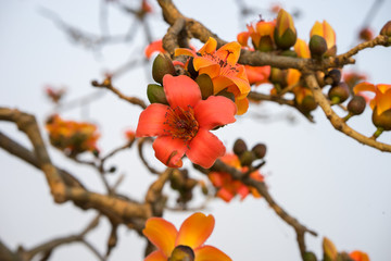 Branch of blossoming Bombax ceiba tree or Red Silk Cotton Flower