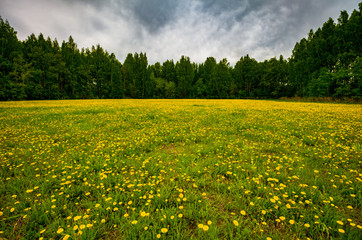yellow dandelions on the field against the forest