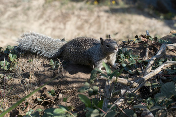Ground Squirrel