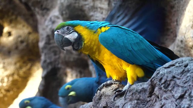 Ara parrotclose up