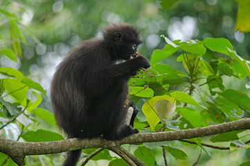 Black Bande langur (Presbytis femoralis)