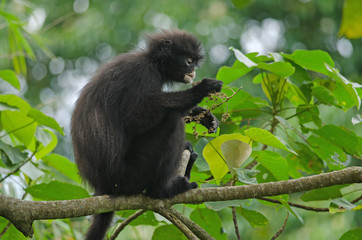 Black Bande langur (Presbytis femoralis)