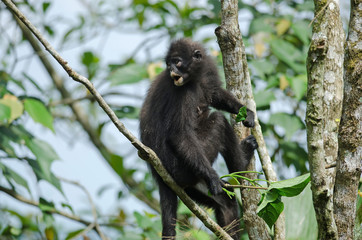 Black Bande langur (Presbytis femoralis)