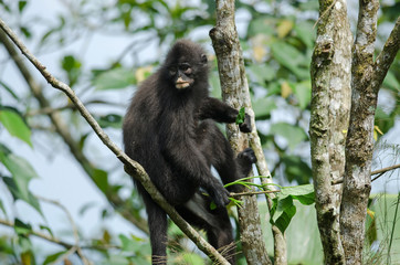 Black Bande langur (Presbytis femoralis)