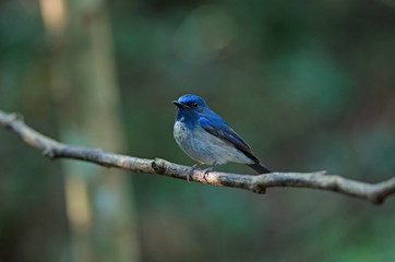 Hainan blue flycatcher (Cyornis hainanus)