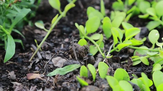 fly insect on dirty soil with ivy on natural