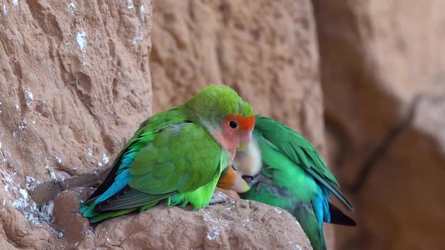 small parrot in the national park