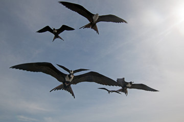 Frigate Birds soaring in Cabo San Lucas Baja California Mexico BCS