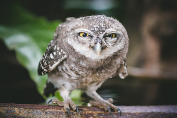 Owl so cute