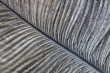 Macro image of an ostrich feather