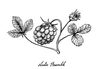 Hand Drawn of Arctic Bramble Berries on White Background
