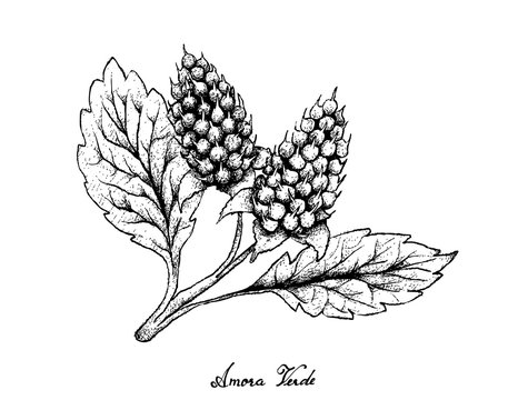 Hand Drawn of Amora Verde Berries on White Background