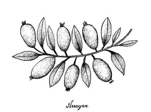Hand Drawn of Arrayan Fruits on White Background