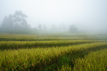Obraz na płótnie Canvas Terraced rice field landscape with misty clouds of Y Ty, Bat Xat district, Lao Cai, north Vietnam