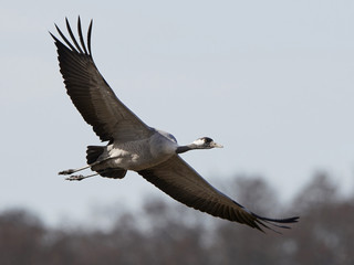 Common crane (Grus grus)