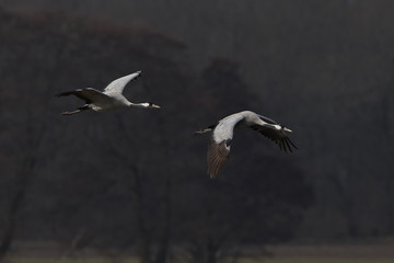Obraz premium Common crane (Grus grus)