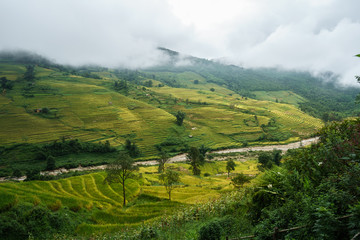 Terraced rice field landscape in harvesting season with low clouds in Y Ty, Bat Xat district, Lao Cai, north Vietnam