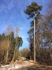 Waldweg im Winter