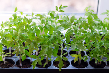 Seedlings of tomatoes in the spring.