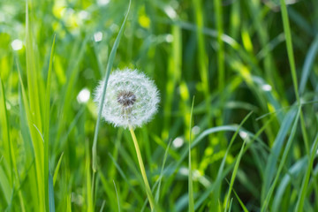 Dandelion in grass on spring with green natural background