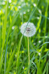 Dandelion in grass on spring with green natural background