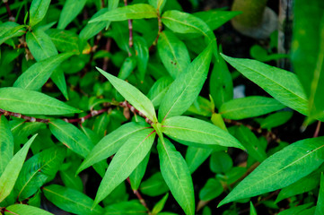 Thai native vegetables in the north. East, fragrant, spicy, spicy